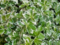 Preview: Euonymus fortunei "Emerald Gaiety" - (Weißbunte Kriechspindel),